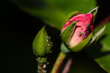 Rose bud with insects on plant. Close-up detailed view of greenflies (Aphids) in home garden.