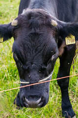 Large black cow grazes on the field outdoors.
