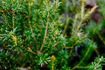 The bright green pine tree in the bush