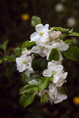 a branch of white Apple flowers close up