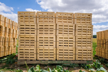 Cagettes pour emballer les légumes des maraîchers
