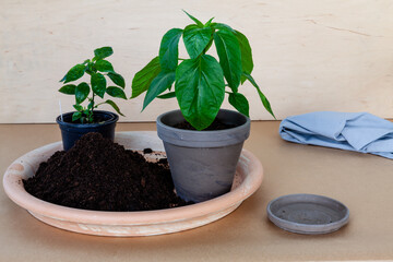 Two plants, one in flowerpot and another without flowerpot during repotting. Home gardening, young chili plants. Wooden background.