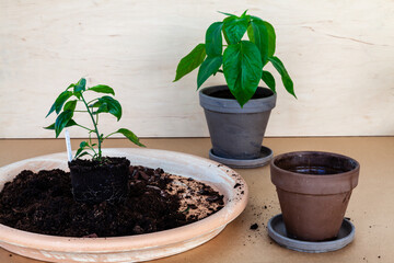 Plants during repotting. New flowerpots for plants. Home gardening, young chili plants. Wooden background.