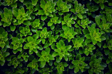 Fototapeta premium dense background of bright green shrub leaves close up for design