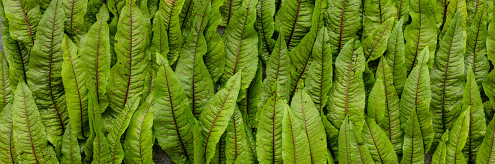 Leafy vegetables banner. Fresh bloody dock (Rumex sanguineus) leaves forming pattern background.