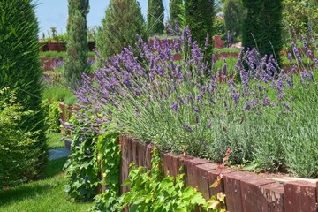 Obraz premium Summer mood. Garden multi level landscaping. French lilac purple fragrant lavender in wooden terrace in the garden flower bed in bright sunlight in soft focus and blurred background.