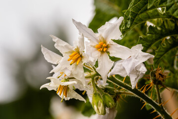 Close-up of white blooming flowers in garden. Litchi tomato (Solanum sisymbriifolium) plant flowering in June.
