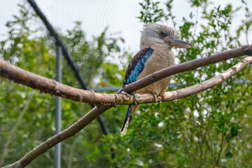 Blue-winged kookaburra, bird sitting on a branch. Wildlife, bird watching