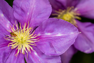 Naklejka premium Purple clematis flowers macro view. Marmalade hoverfly (Episyrphus balteatus) feeding nectar at one of the flowers. Insects in garden.