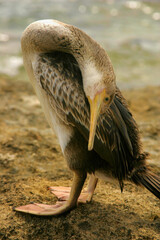 Cormorant, Islas Baleares. © Photons Of Memories