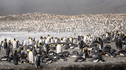King Penguin Colony, Saint Andrews Bay, South Georgia