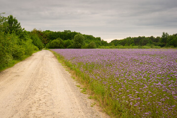 Fototapeta na wymiar Dirt road next to flowering violet field. Summer lacy phacelia (Phacelia tanacetifolia) crop in bloom. Rural landscape in Poland, Europe.