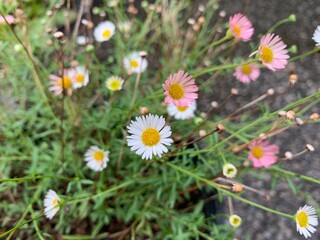 daisy small flowers, white petals, pink, arranged, green leaf stalks
