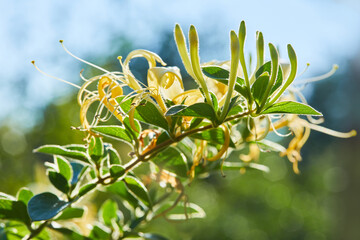 Flowering white-yellow Honeysuckle(Woodbine). Lonicera japonica, known as Japanese honeysuckle and golden-and-silver honeysuckle