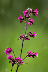 Sticky catchfly (Silene viscaria) flower close-up. Pink and purple blooming flower in nature on green background. Poland, Europe.