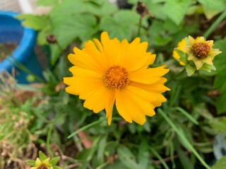 English Marigold, yellow flowers with many petals arranged in a pollen in the middle of the flower.