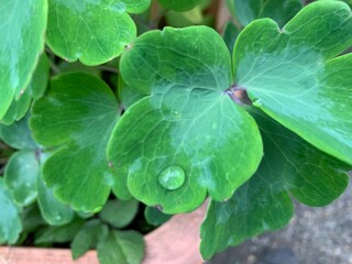 The green leaves around the serrated leaves with rainwater floating on the leaves.