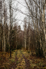 Obraz premium path in the woods