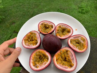 round passion fruit, purple, brown, laying on my hand on the balcony of the condo
