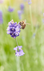 Bee picking pollen lavender flower. Defocused nature violet and green in background.