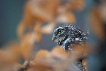 Pygmy owl in a beautiful autumn forest