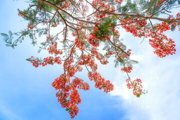Red royal poinciana flowers bloom in summer sun and sky background or building