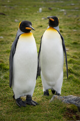 King Penguin Colony, Saint Andrews Bay, South Georgia