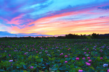Beautiful dawn landscape with peony lotus flowers blooming in the pond 
