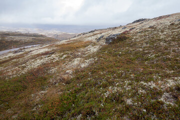 Fototapeta na wymiar Tundra (moss field) in winter season, Terabika, Murmansk, Russia