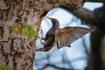 european starling in flying