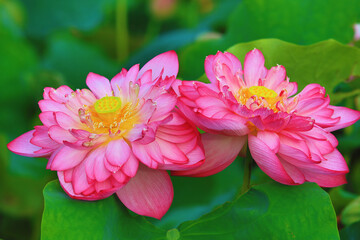 Fototapeta premium Peony Lotus flowers close-up,beautiful pink peony lotus flowers blooming in the pond 