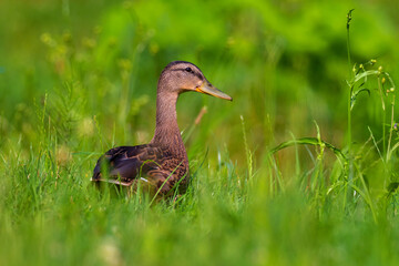 duck in the grass