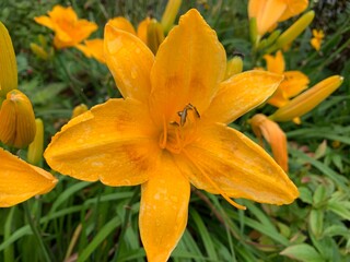Fototapeta premium Orange lily Orange petals are slender when many petals have pollen in the middle.