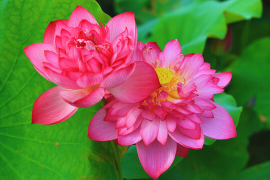 Peony Lotus flowers close-up,beautiful pink peony lotus flowers blooming in the pond 
