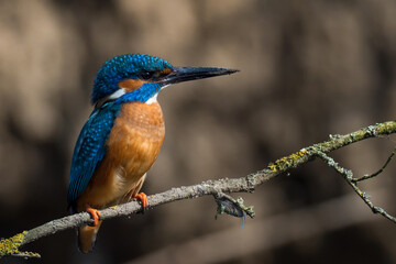 Common Kingfisher (Alcedo atthis) sitting on a branch
