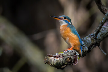 kingfisher on branch