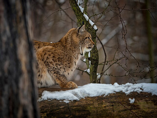 Eurasian lynx cub lying on tree trunk in winter,forest with snow around
