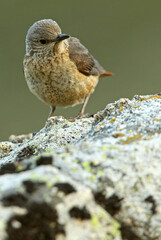 Femaleo of Rufous-tailed rock thrush with the first light of day in their breeding territory