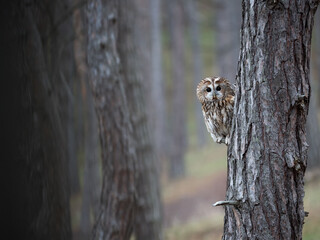 owl sitting on a tree