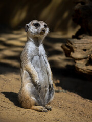 Fototapeta premium Meerkat sitting on the sand in the summer sun 