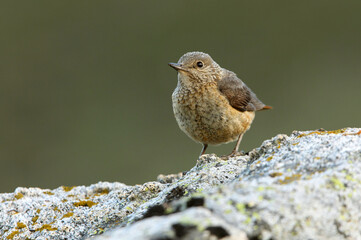 Femaleo of Rufous-tailed rock thrush with the first light of day in their breeding territory