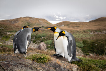 King Penguin Colony, Saint Andrews Bay, South Georgia