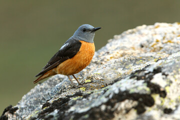 Male of Rufous-tailed rock thrush with the first light of day in their breeding territory