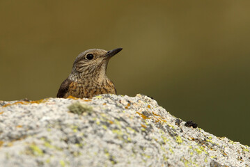 Female of Rufous-tailed rock thrush with the first light of day on a rock in their breeding territory , Monticola saxatilis