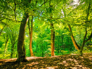 autumn in the forest