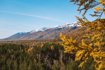 Bright sunny autumn in the mountains. Autumn forest on a background of majestic snow-capped mountains. Autumn mood.