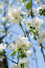plum flowers on a spring afternoon against the sky