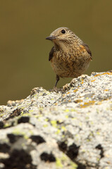 Femaleo of Rufous-tailed rock thrush with the first light of day in their breeding territory