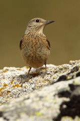 Female of Rufous-tailed rock thrush with the first light of day on a rock in their breeding territory , Monticola saxatilis