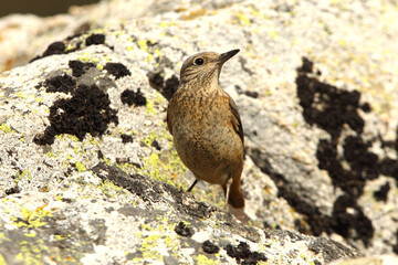 Female of Rufous-tailed rock thrush with the first light of day on a rock in their breeding territory , Monticola saxatilis